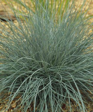 Festuca ‘Elijah Blue’ ground cover plant