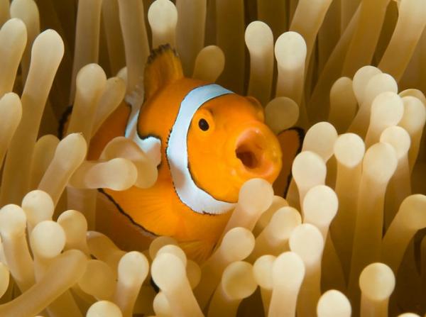 Nemo? A clown anemonefish, Papua New Guinea.