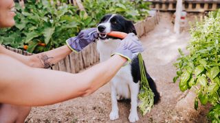 Border Collie in vegetable garden holding carrot in his mouth