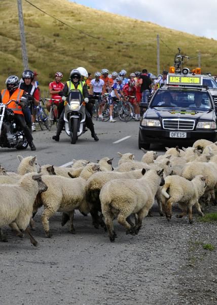 A flock of sheep disrupts the passage of the race