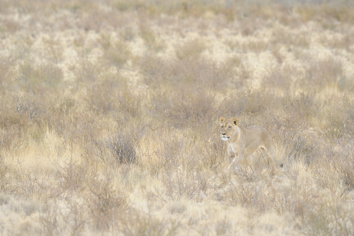 animal camouflage