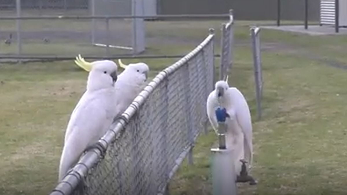 Australian 'trash parrots' have now developed a local 'drinking tradition'