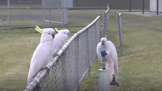 A still from a video of a cockatoo drinking from a water fountain at a park while two other cockatoos wait on a fence