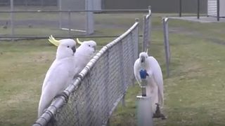 A still from a video of a cockatoo drinking from a water fountain at a park while two other cockatoos wait on a fence