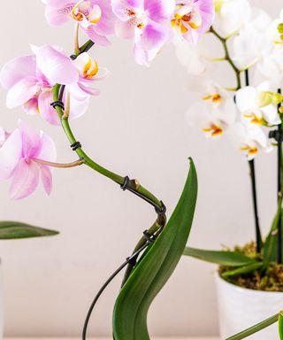 Orchid Care: Expert Growing Tips For These Indoor Blooms | Gardeningetc