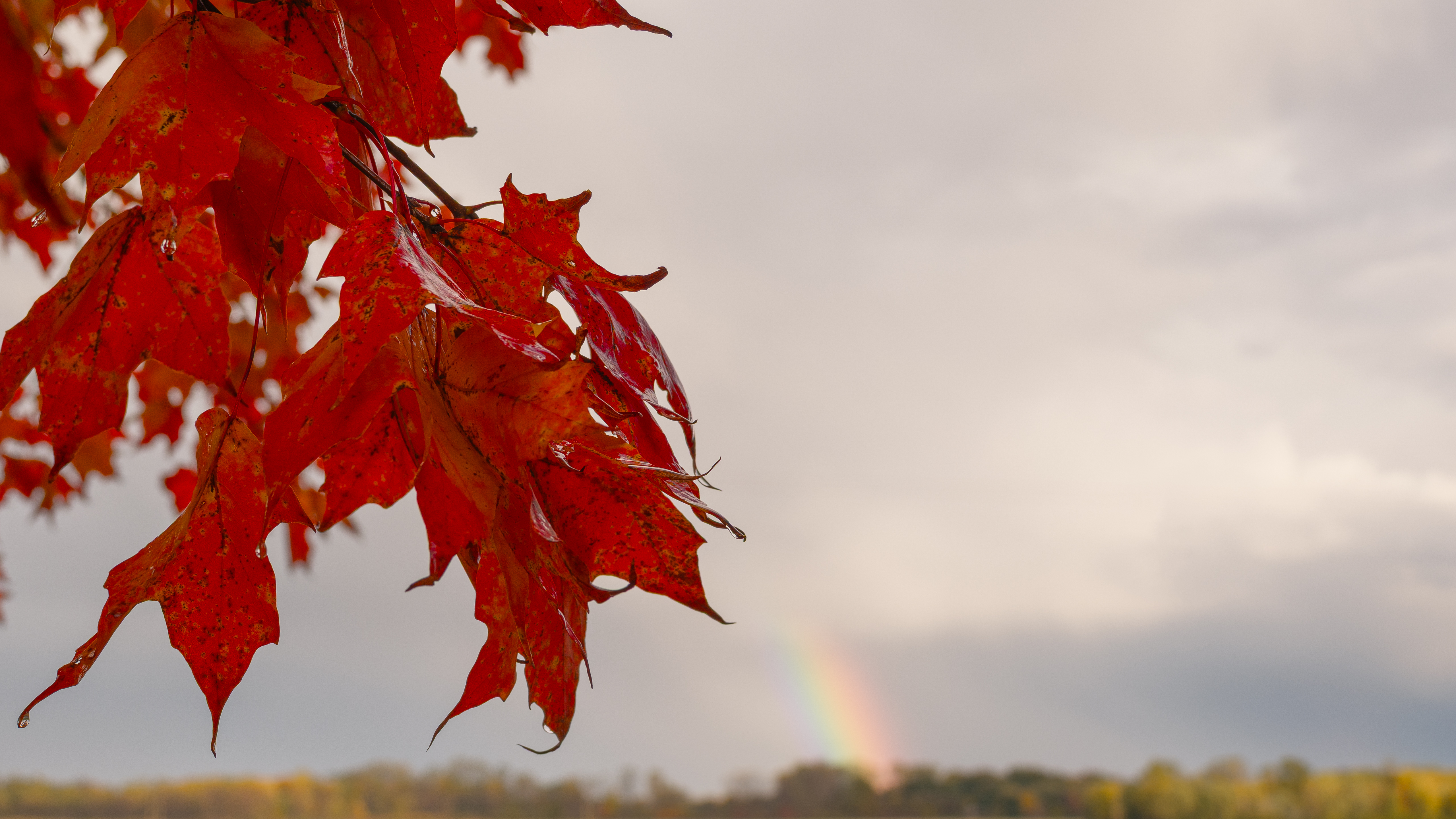A photograph of fall colors taken with the Fujifilm GFX100RF