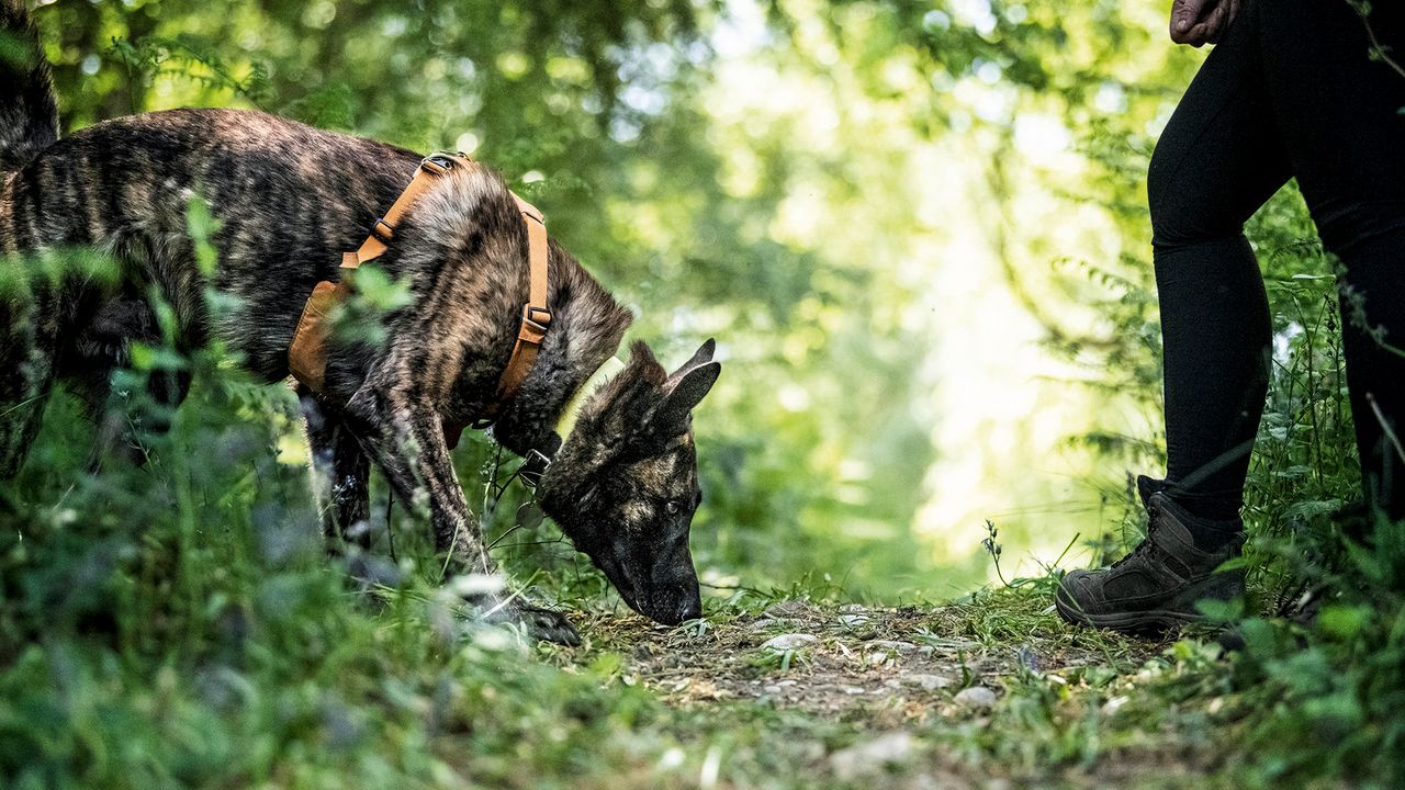 Fenix, the sniffer dog of Kat Janczur, who is capable of unearthing Japanese knotweed and other harmful plants.