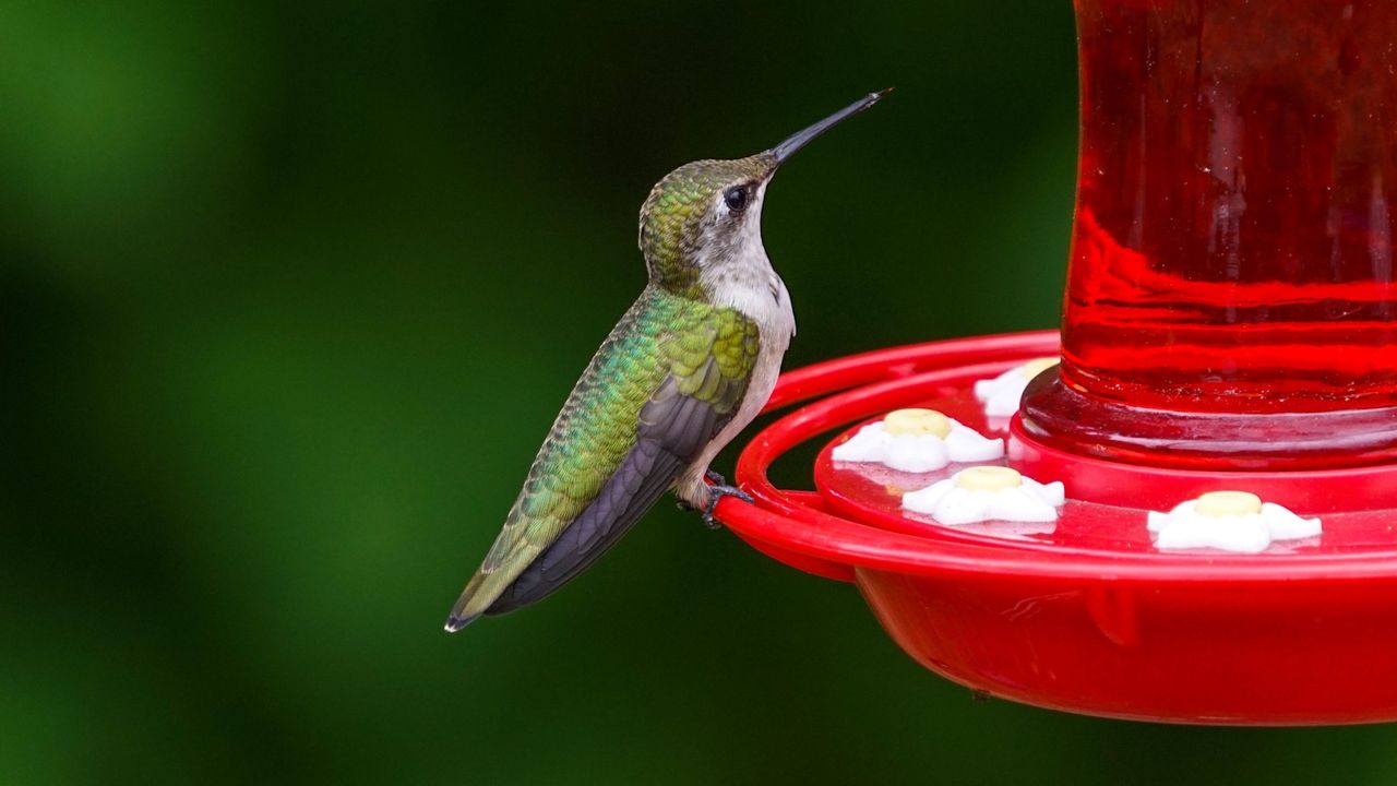 Hummingbird resting on a red feeder