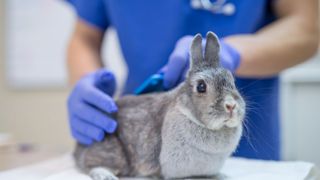 Rabbit having a routine check from a vet