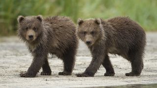 Pair of grizzly bear cubs walking beside stream