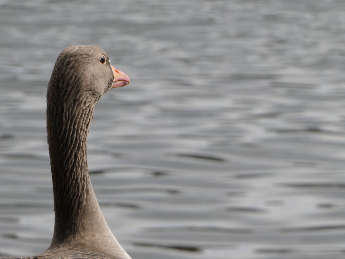 A sample image taken with the Panasonic Lumix ZS99