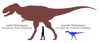 Silhouettes show relative sizes of an adult Tarbosaurus and the newly discovered juvenile, along with a human for scale.
