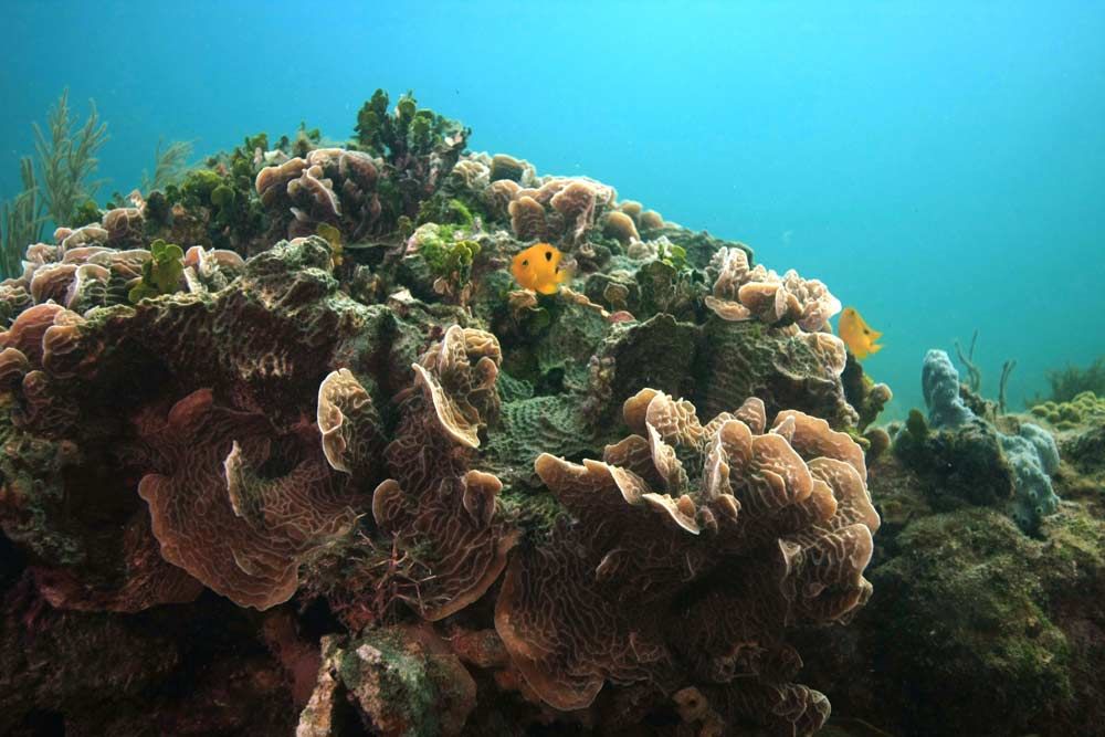 coral diversity in the caribbean