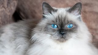Close up of Himalayan cat with blue eyes lying down and looking at the camera