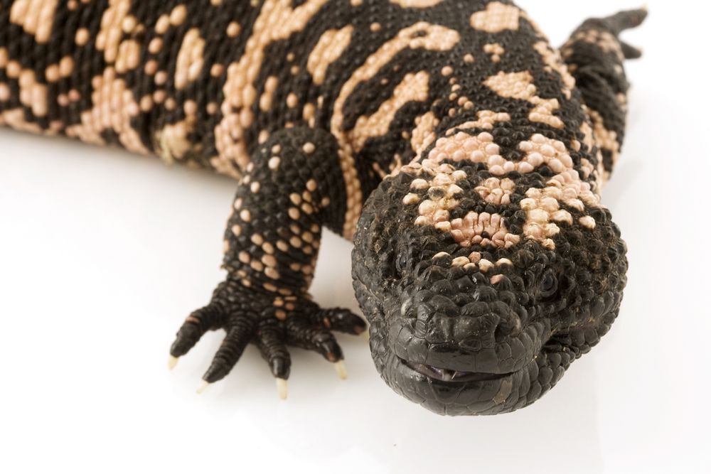 Gila monster lizard (&lt;i&gt;Heloderma suspectum&lt;/i&gt;