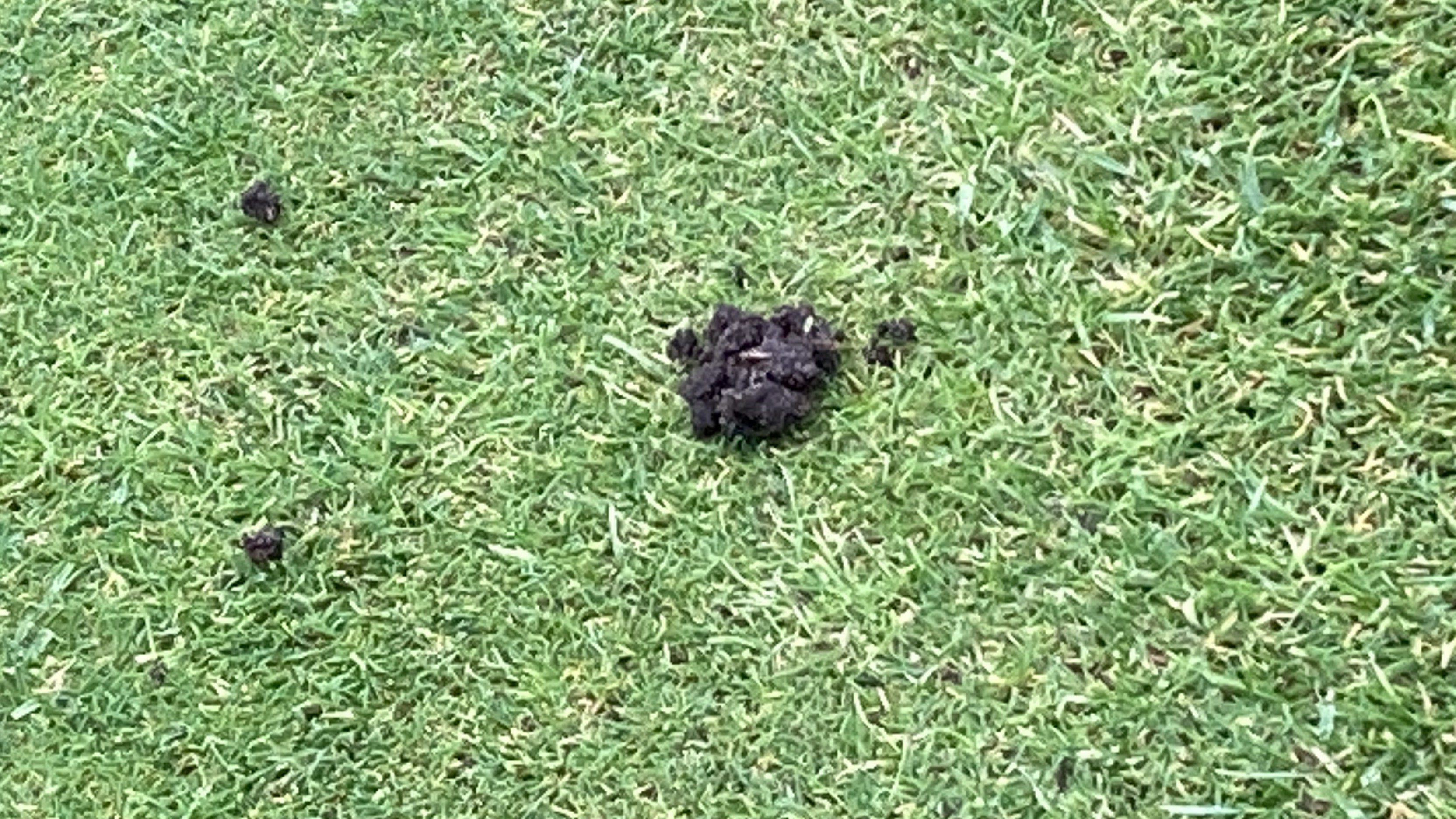 A worm cast on a green