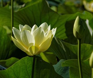 American lotus flower in a sunny pond garden