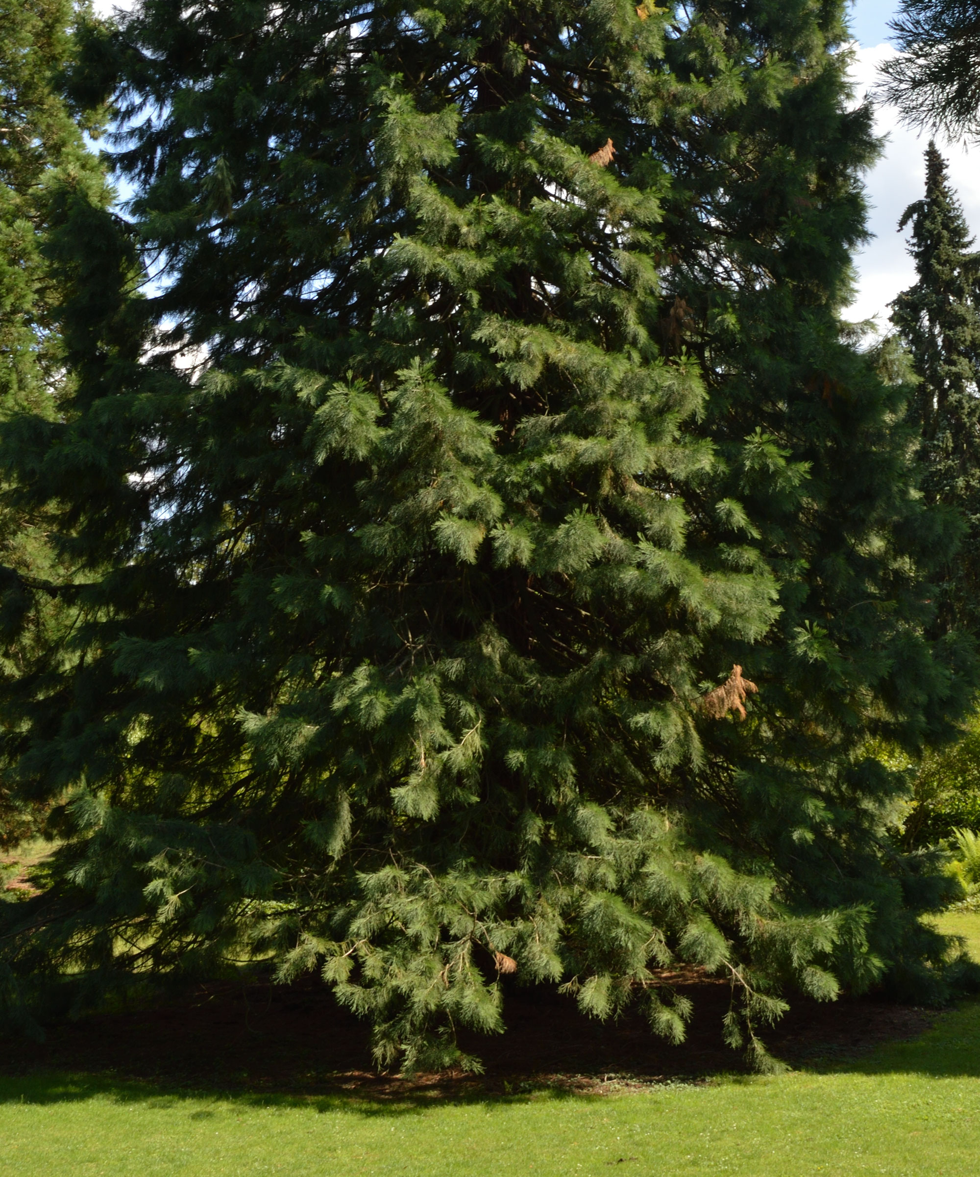 sequoia tree in garden with lawn