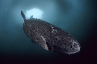 A Greenland shark (<i>Somniosus microcephalus</i>), swims under ice near northern Baffin Island, in the Canadian Arctic.