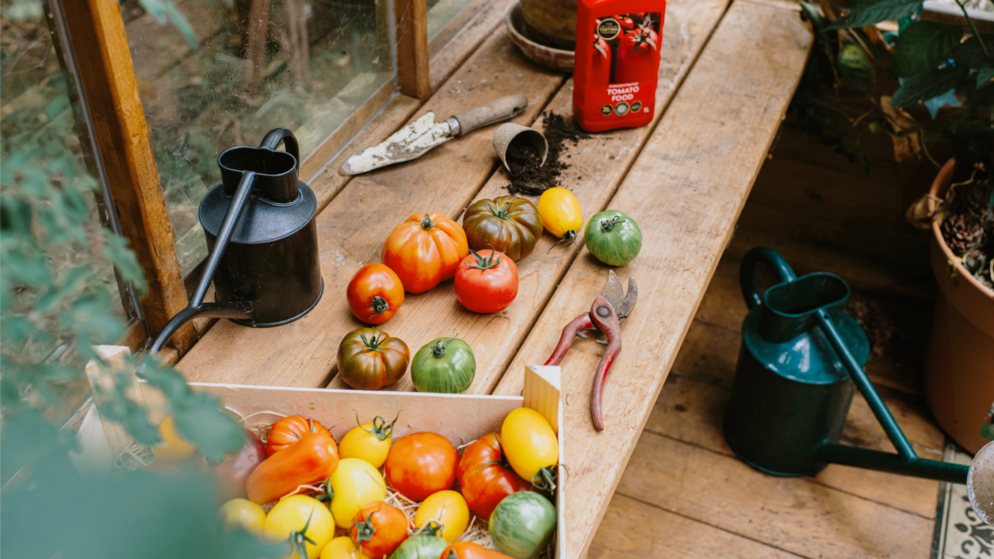 tomatoes and tools on counter in greenhouse