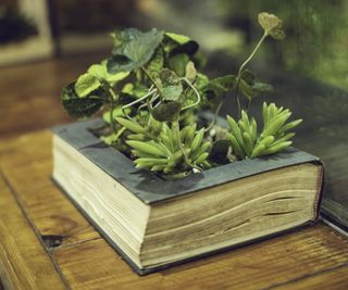 Succulent book planter