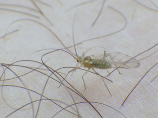 Sample macro image of an insect on skin taken with the Pentax WG-90