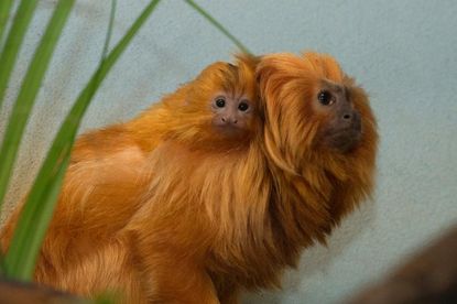Prospect Park Zoo welcomes endangered baby lion tamarin