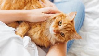 Cat lies on woman's hands