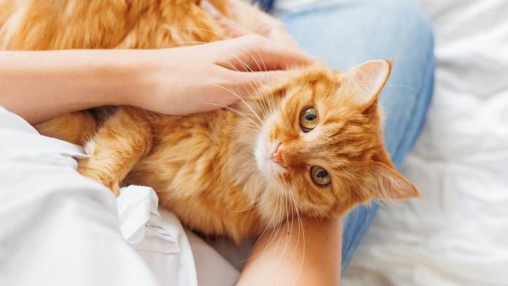 Cat lies on woman&#039;s hands