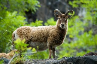 Soay sheep in Cheddar Gorge, Somerset, UK