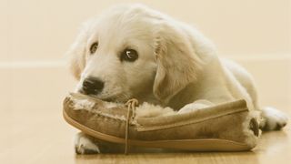Golden retriever puppy chewing shoe