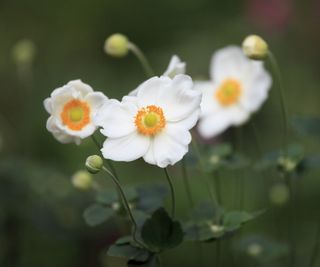 White Japanese anemone flowers