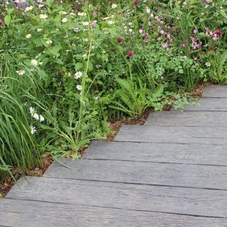 Wooden garden path surrounded by flowers