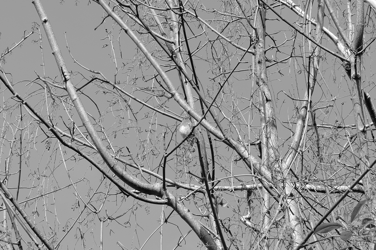 A photo taken on a Leica Q3 Monochrom black-and-white camera