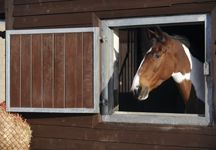 horse_in_stable.jpg