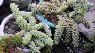 A bird's eye view of Several Burro’s Tail (Sedum morganianum) in plant pots