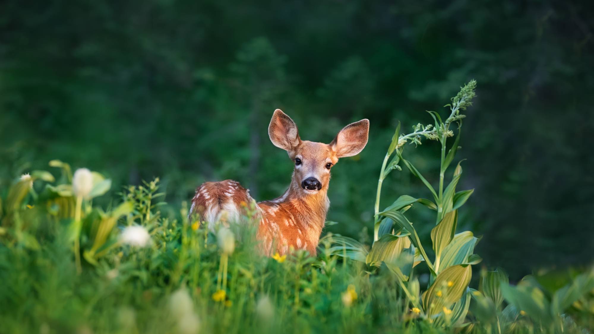 White tailed deer fawn in garden