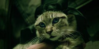 Keanu Reeves voices a kitten named Keanu in Keanu