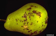 Single Diseased Pear With Brown Spots