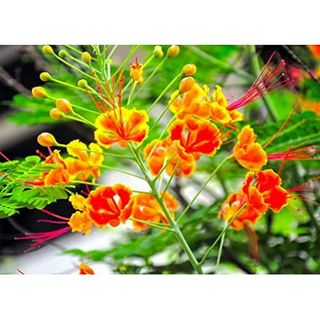 Red Bird of Paradise Flower Seeds for Planting - 10 Seeds - Caesalpinia Pulcherrima - Peacock Flower