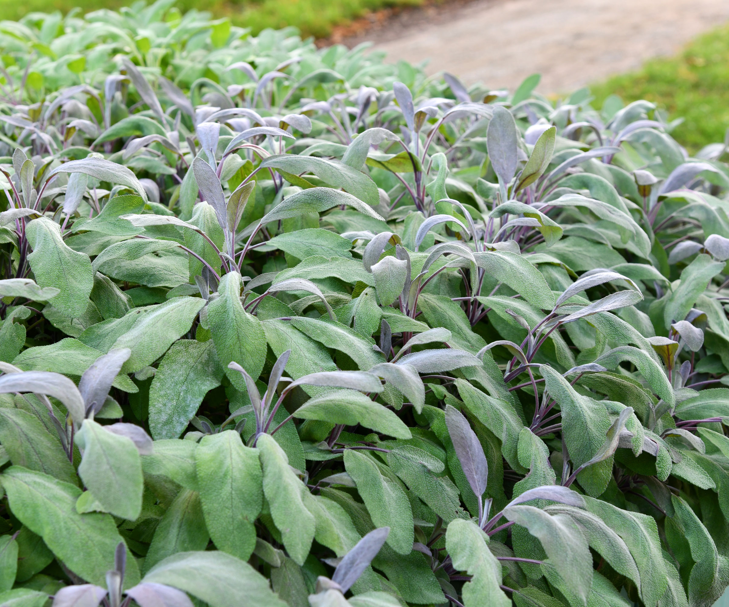 sage plants growing en masse in garden border