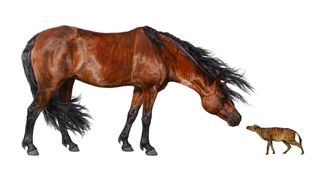 Sifrhippus, the earliest known horse was tiny compared to today's horses.