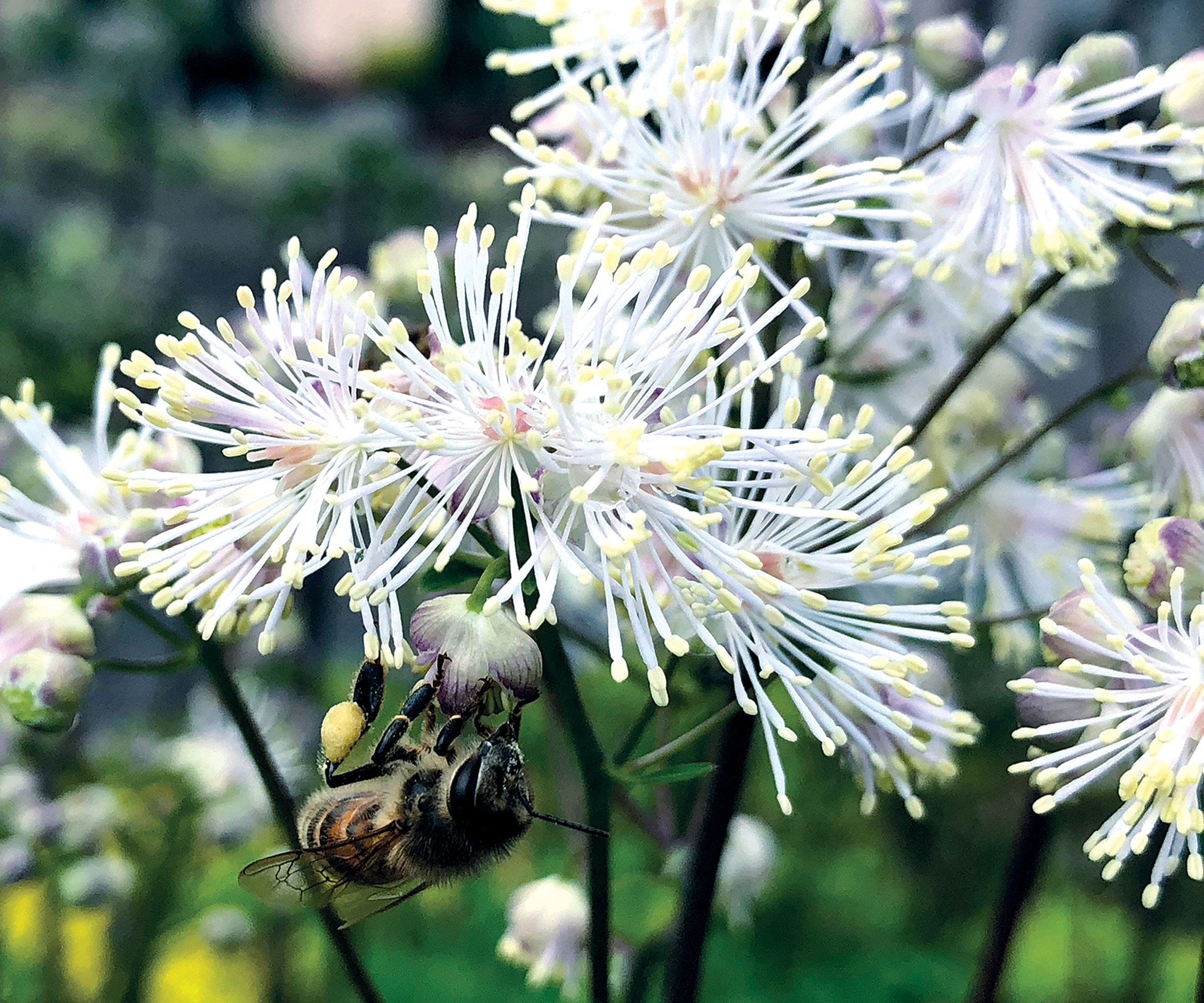 Thalictrum NIMBUS&amp;trade; &amp;lsquo;White&amp;rsquo;