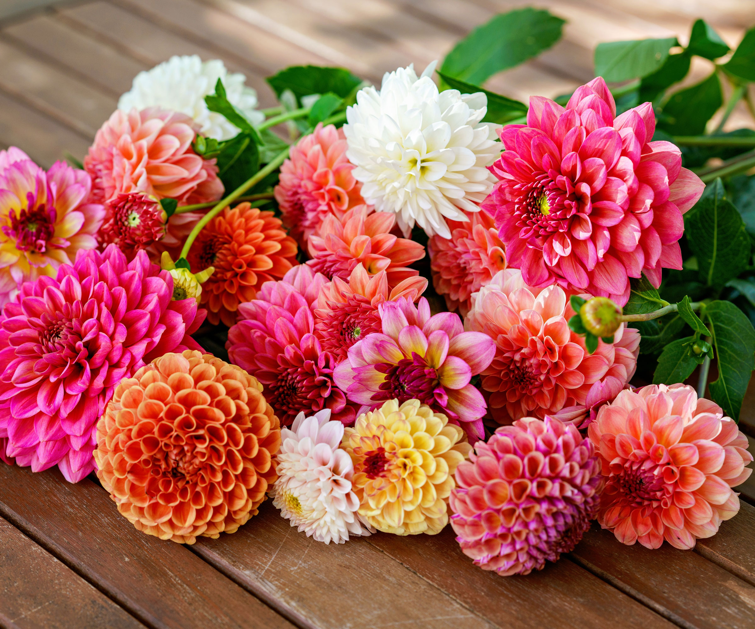 cut dahlia flowers in mixed colors on kitchen table