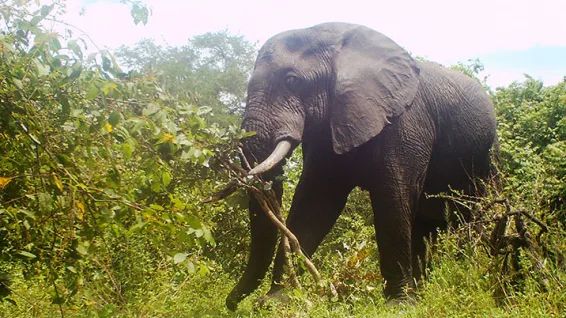 Elephant caught on camera trap in Katavi National Park 