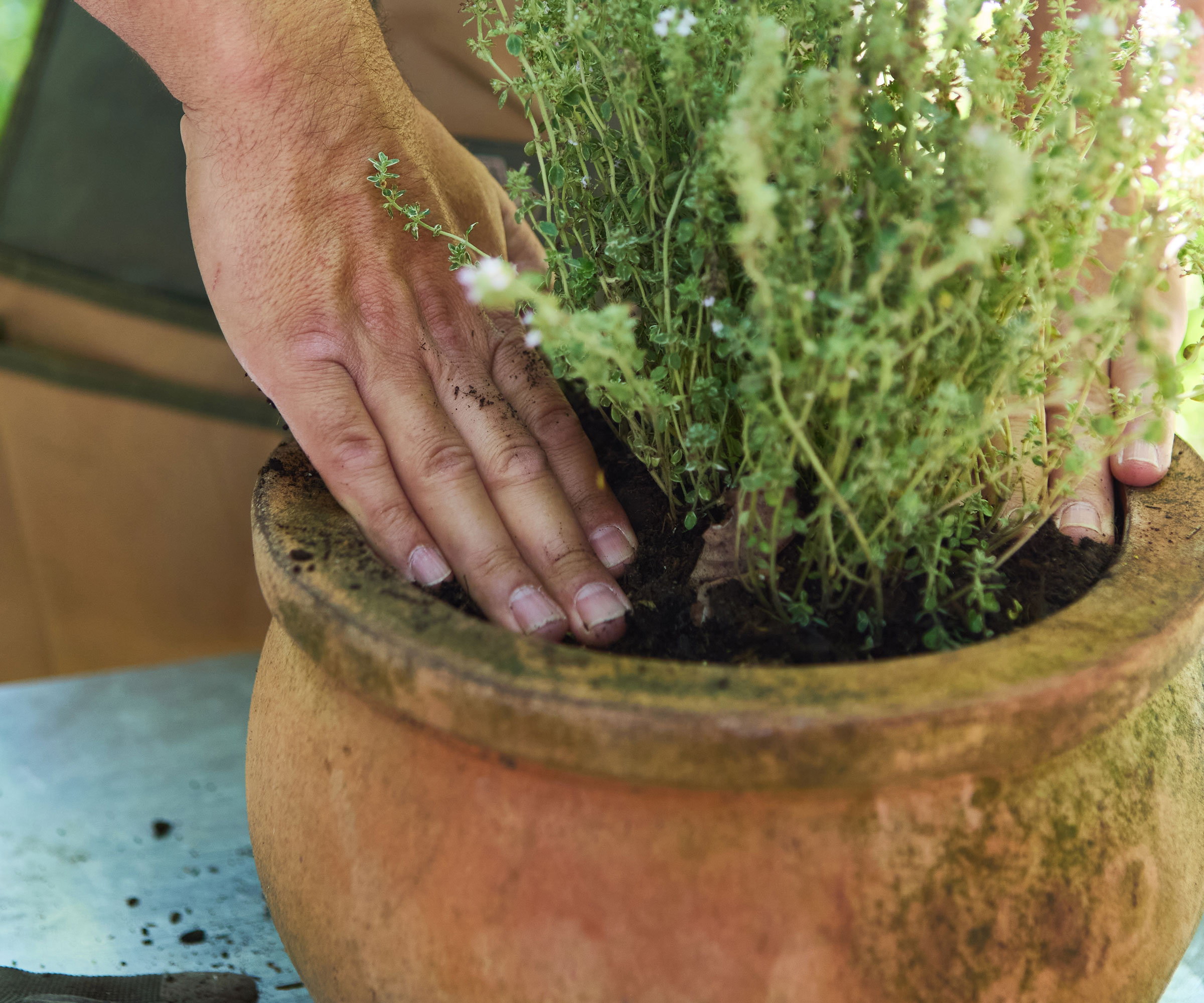 planting thyme in large terracotta pot