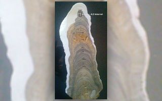 The line on the Indian stalagmite shows where the Meghalayan Age began.
