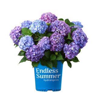 blue hydrangeas in a container
