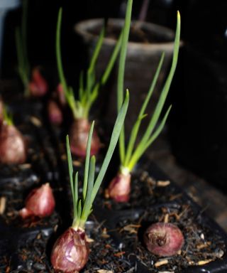shallots planted in trays