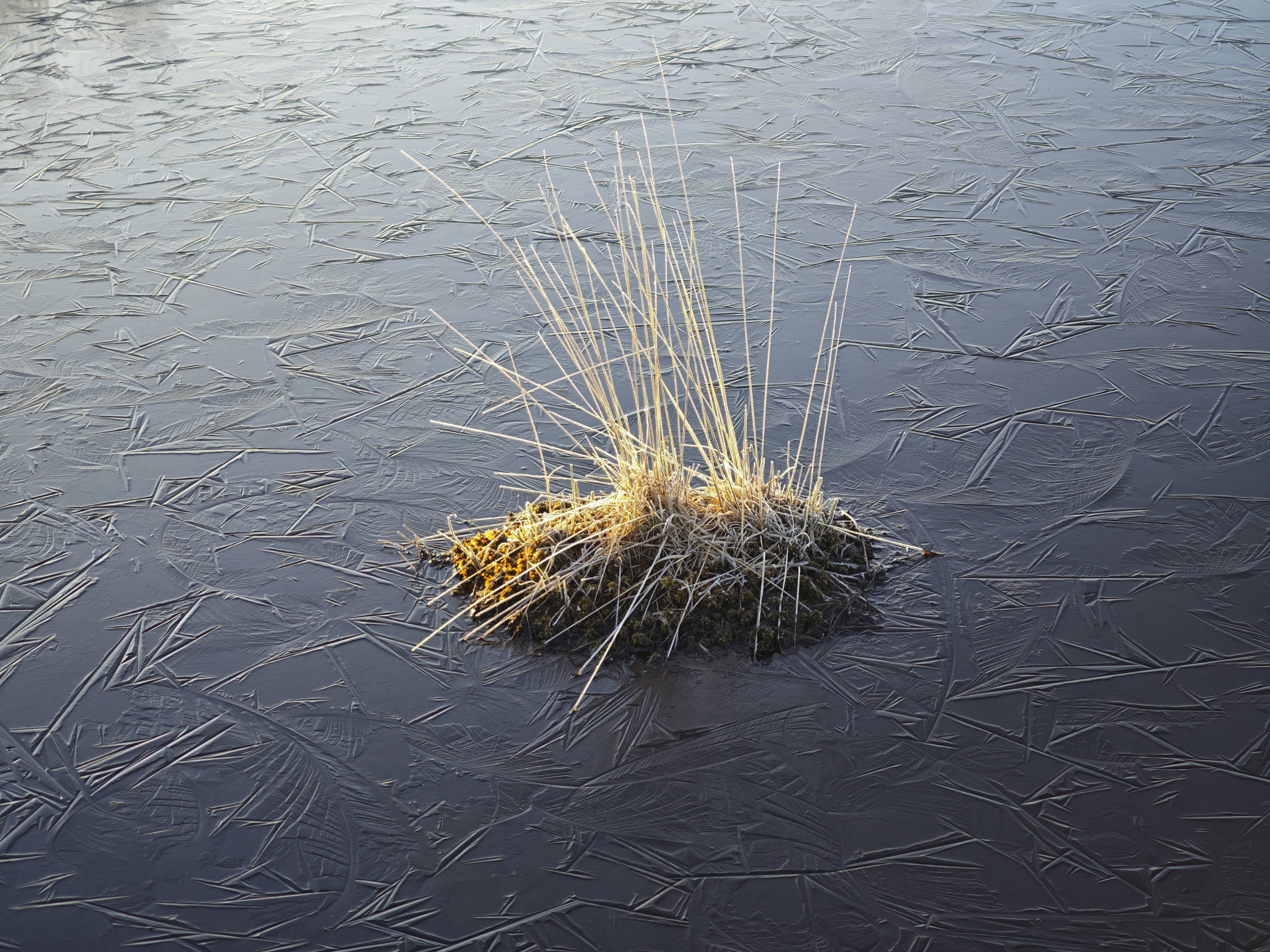 Xiaomi 15 Ultra sample photos; clump of grass surrounded by frozen water